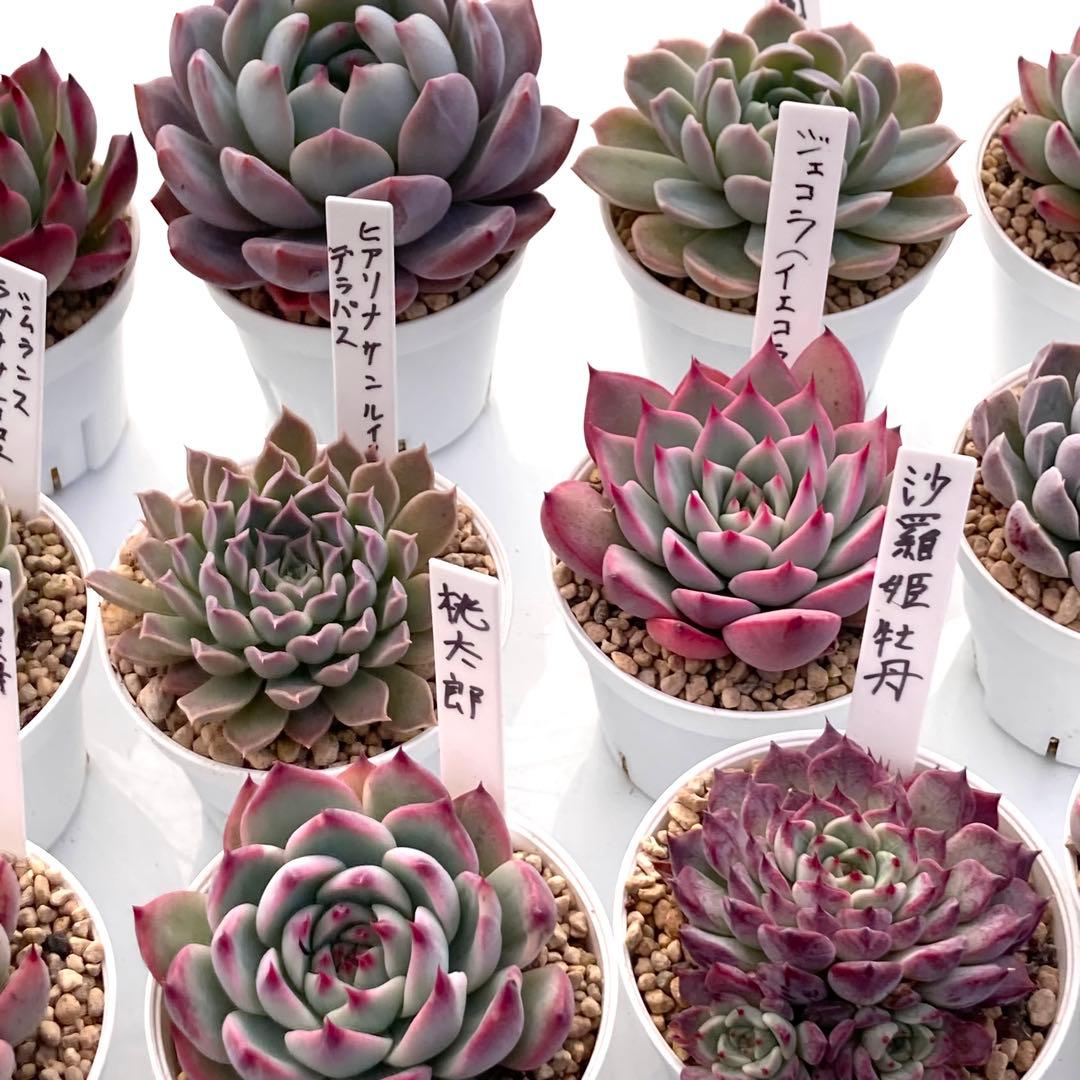 ル*ン様 エケベリア 15種類まとめ売り 多肉 桃太郎 ジェコラ アテマハック