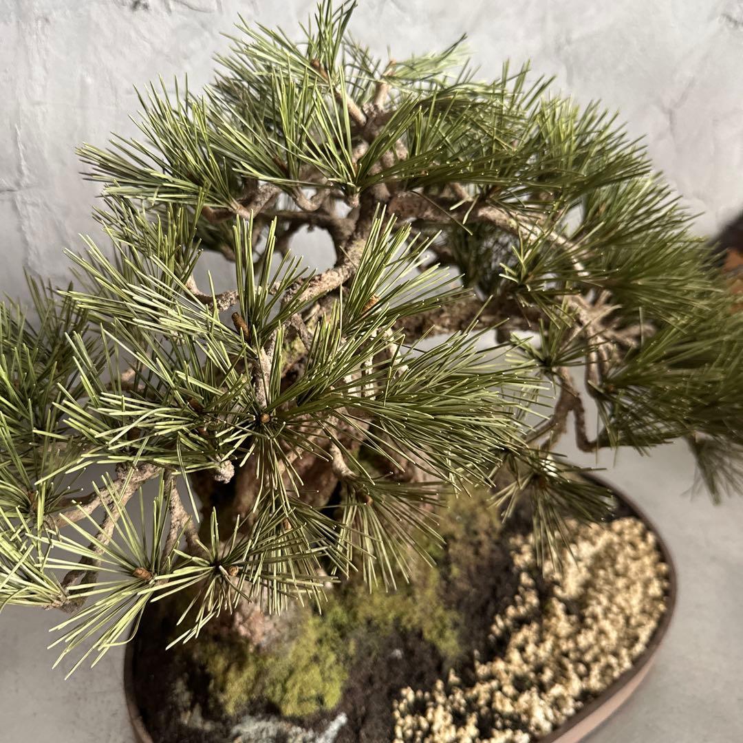 フェイク！中型盆栽 苔と土の植え込みの鉢