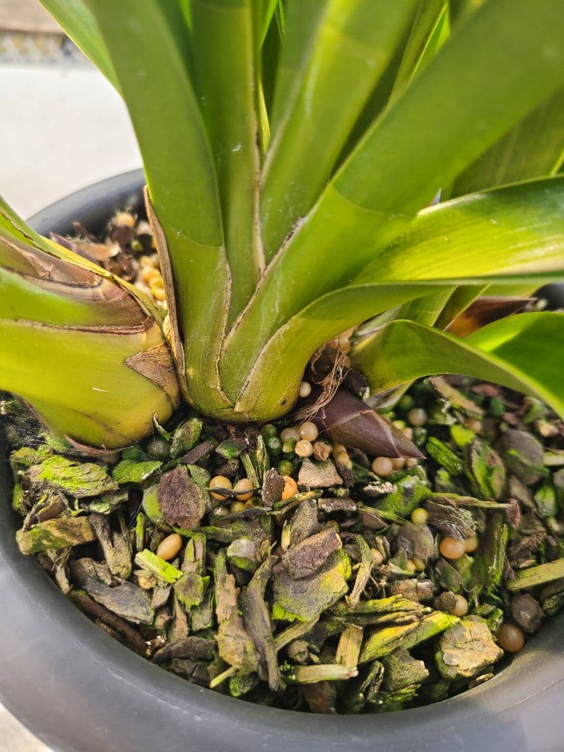 フォアゴットンフルーツ。花芽3個。5鉢セット。蜜蜂誘引蘭。シンビジューム