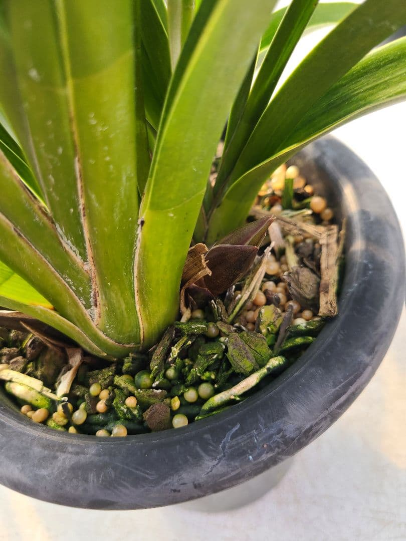 フォアゴットンフルーツ。花芽3個。5鉢セット。蜜蜂誘引蘭。シンビジューム