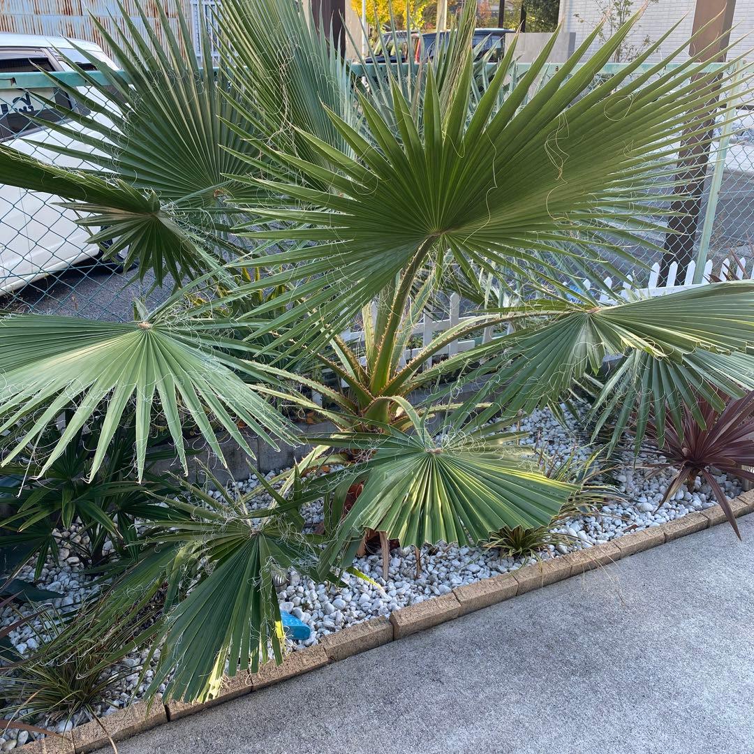 ワシントンヤシ