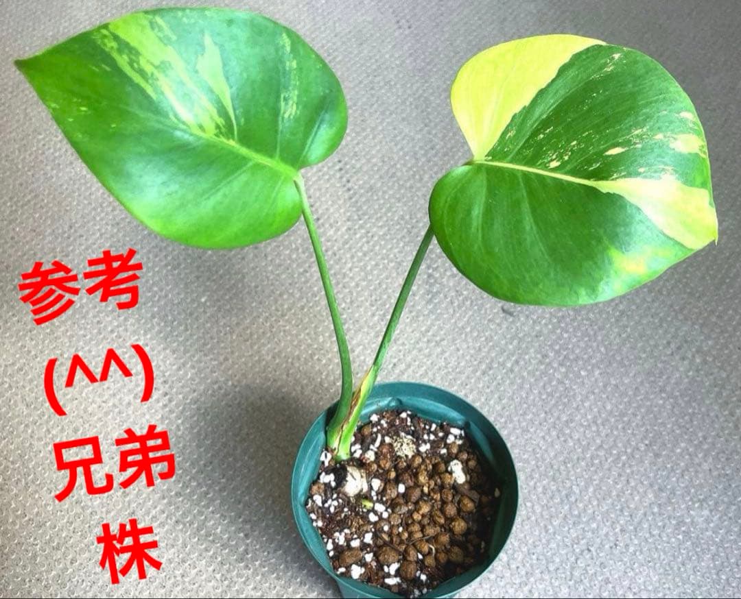【超希少】Monsteradeliciosa ‘v’Green on Green