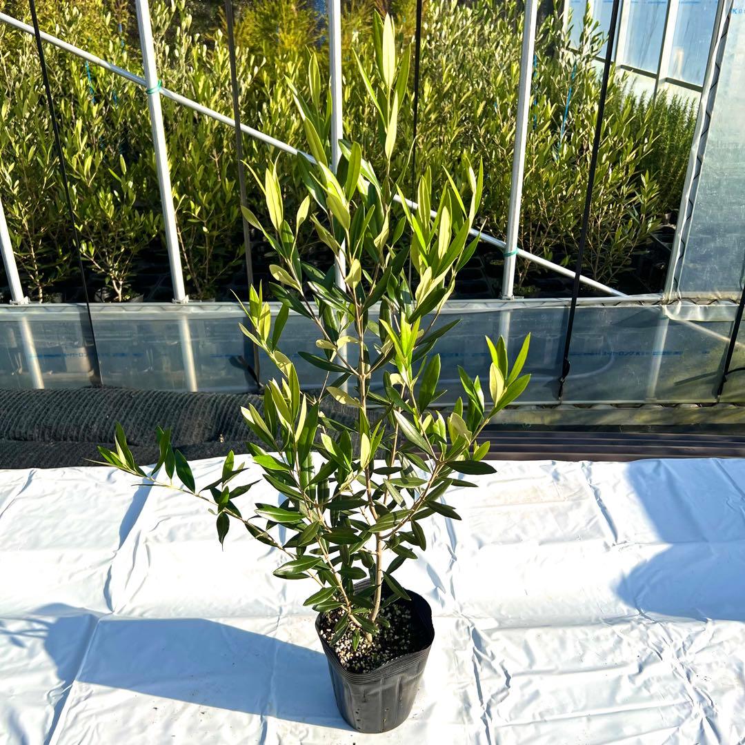 【あずき。プロフご覧ください。】ひなかぜ　4本セット