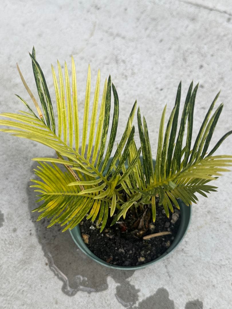 斑入り　ソテツ　奄美大島