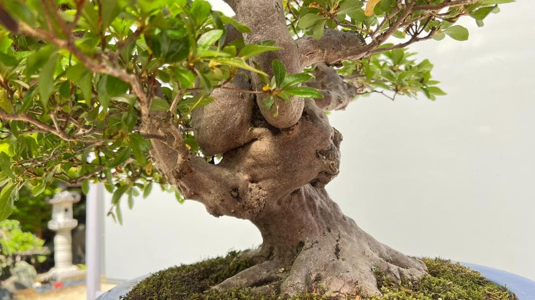 さつき　暁天　曲付け45年