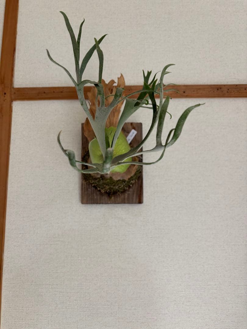 【親株】P.willinckii ' Moonlight '