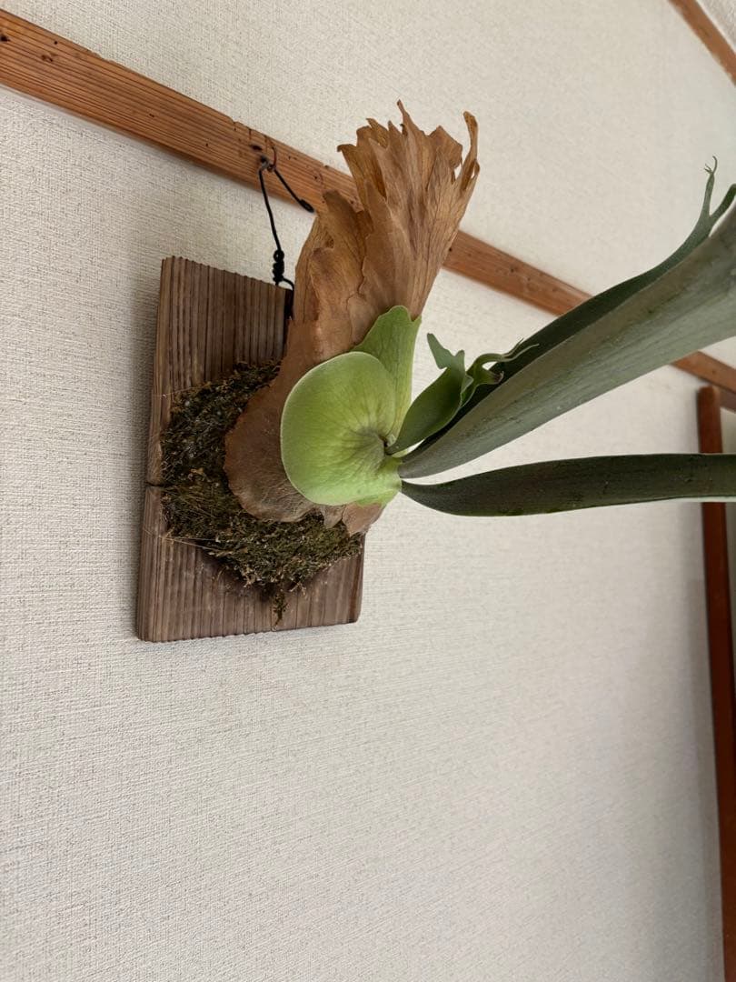 【親株】P.willinckii ' Moonlight '