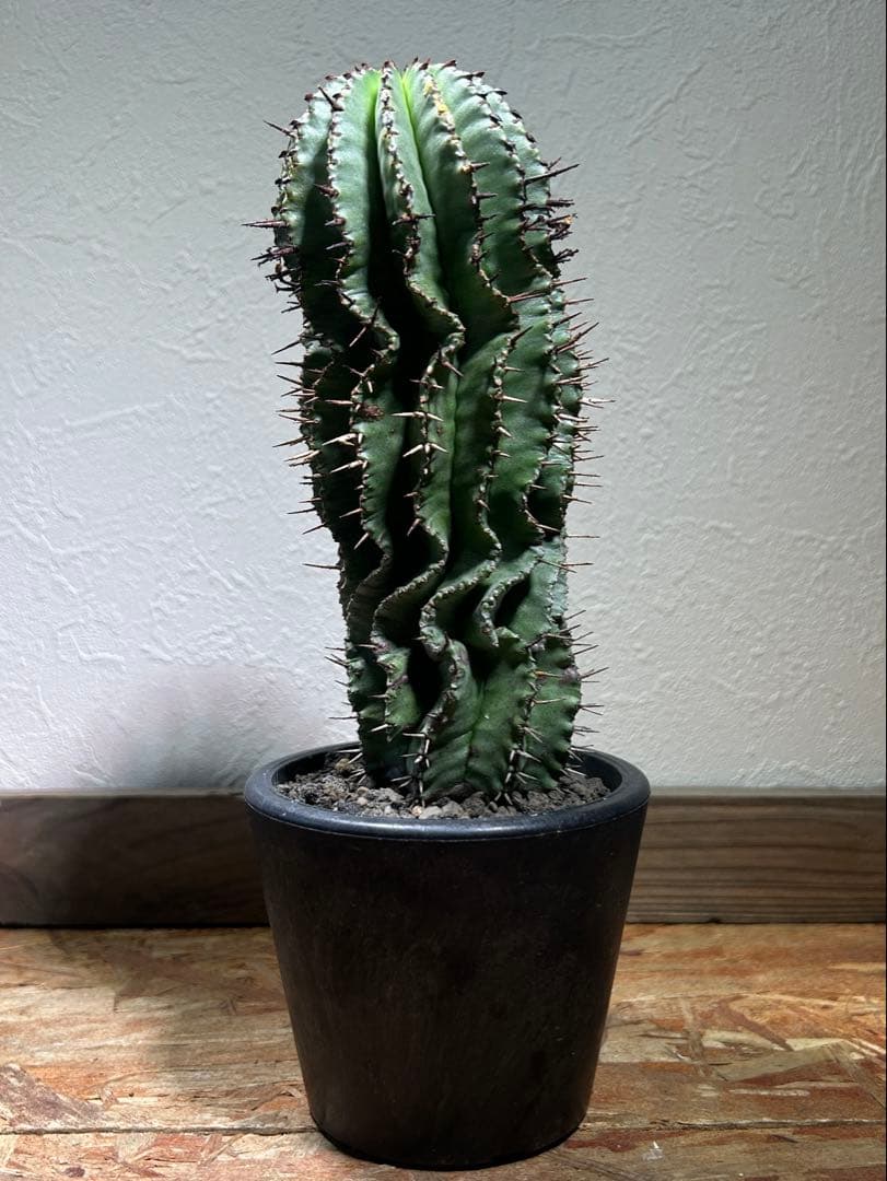 現地球　発根済み　ユーフォルビア　ホリダ　大株　鉢のまま発送　コーデックス 塊根