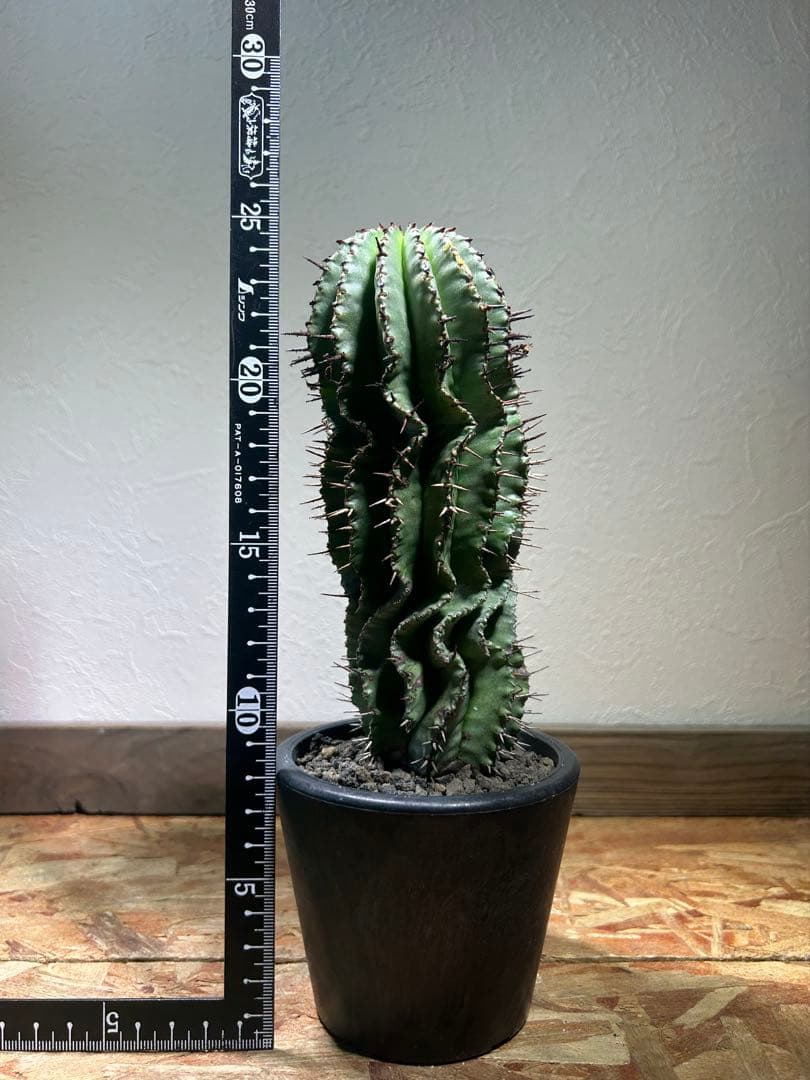 現地球　発根済み　ユーフォルビア　ホリダ　大株　鉢のまま発送　コーデックス 塊根