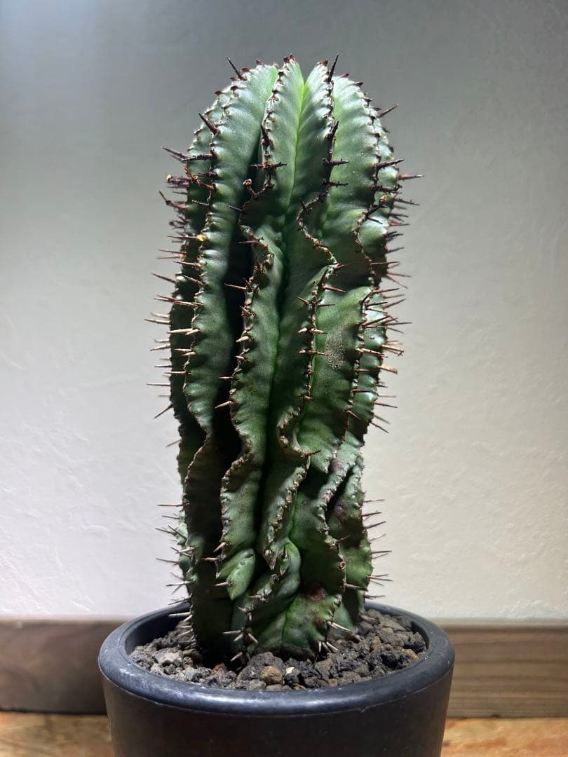 現地球　発根済み　ユーフォルビア　ホリダ　大株　鉢のまま発送　コーデックス 塊根