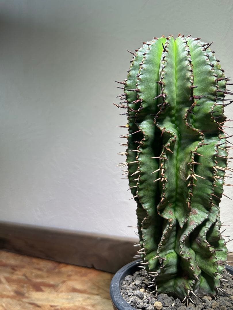 現地球　発根済み　ユーフォルビア　ホリダ　大株　鉢のまま発送　コーデックス 塊根