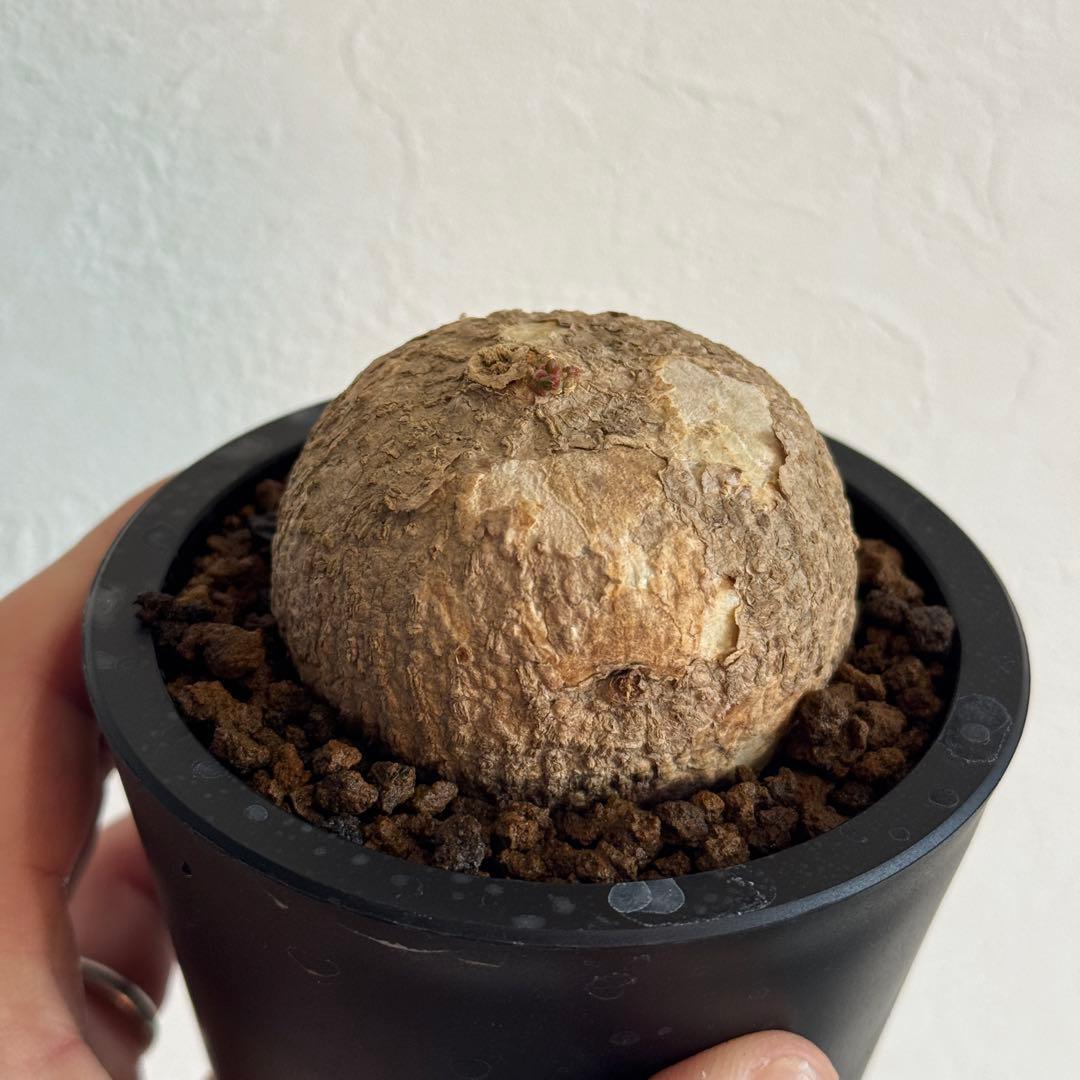 発根済アデニア・オバタ Adenia Ovata