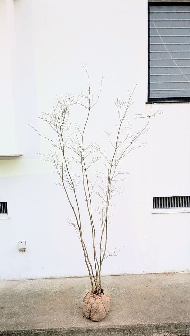 端正。山採りドウダンツツジ。