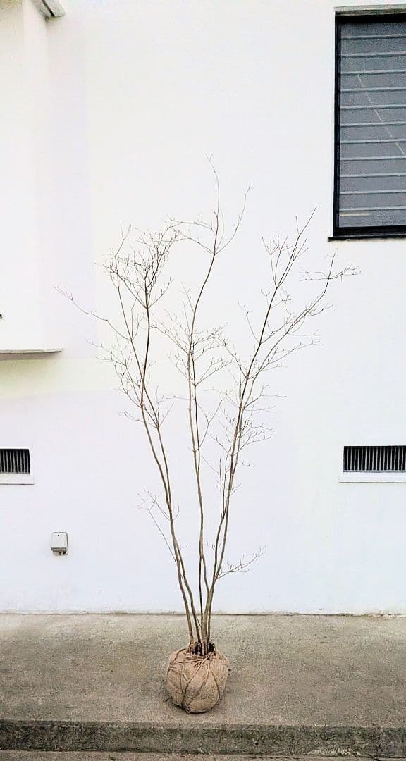 端正。山採りドウダンツツジ。