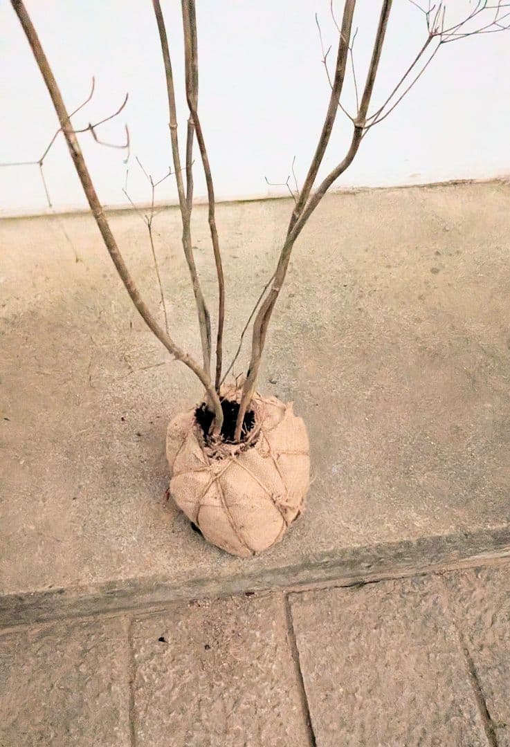 端正。山採りドウダンツツジ。