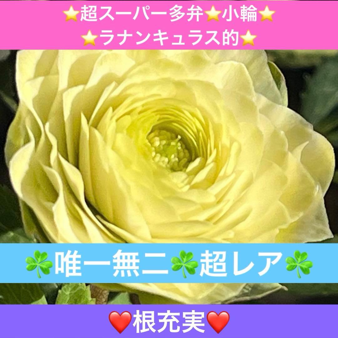 ま*️様 ☘️唯一無二☘️超レア☘️根充実❤️3239⭐️超スーパー多弁⭐️小輪