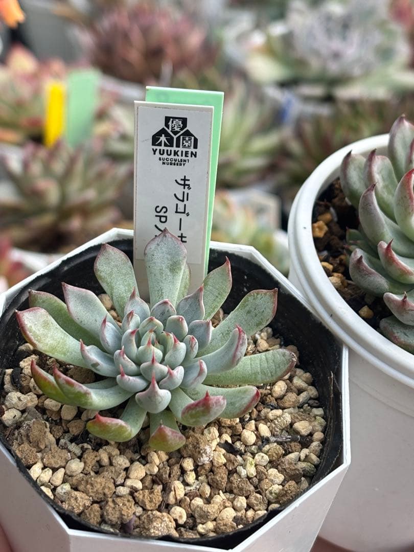 エケベリア ザラゴーサSPノバ