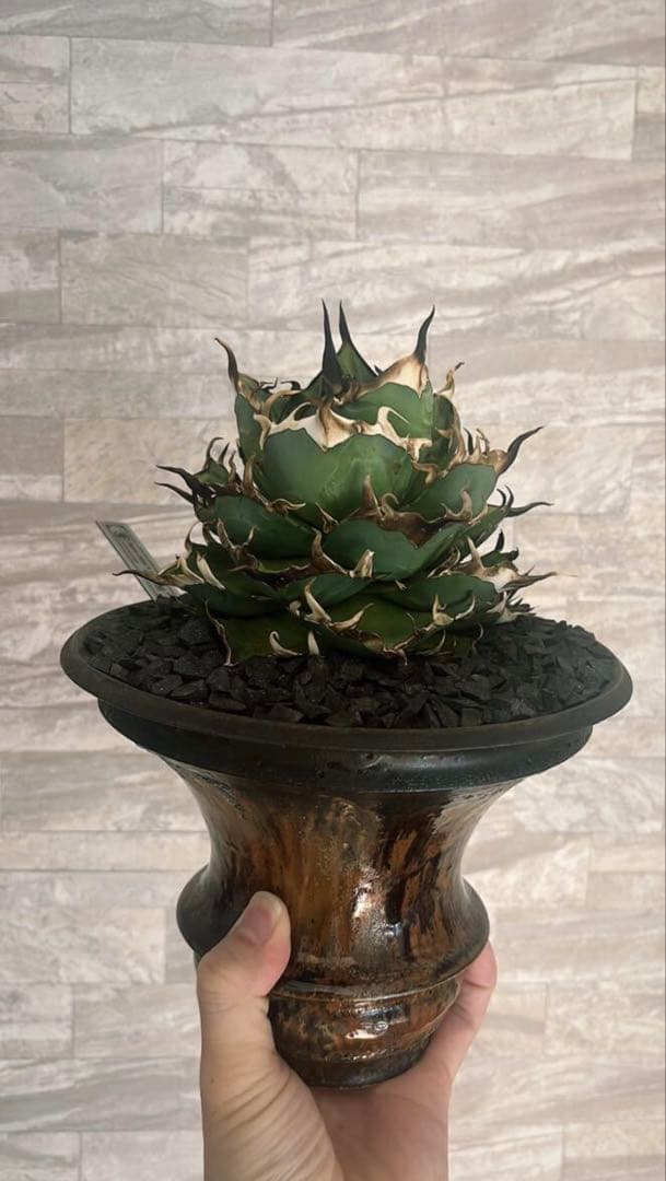 アガベ 黒帝斯 ハデス 親株