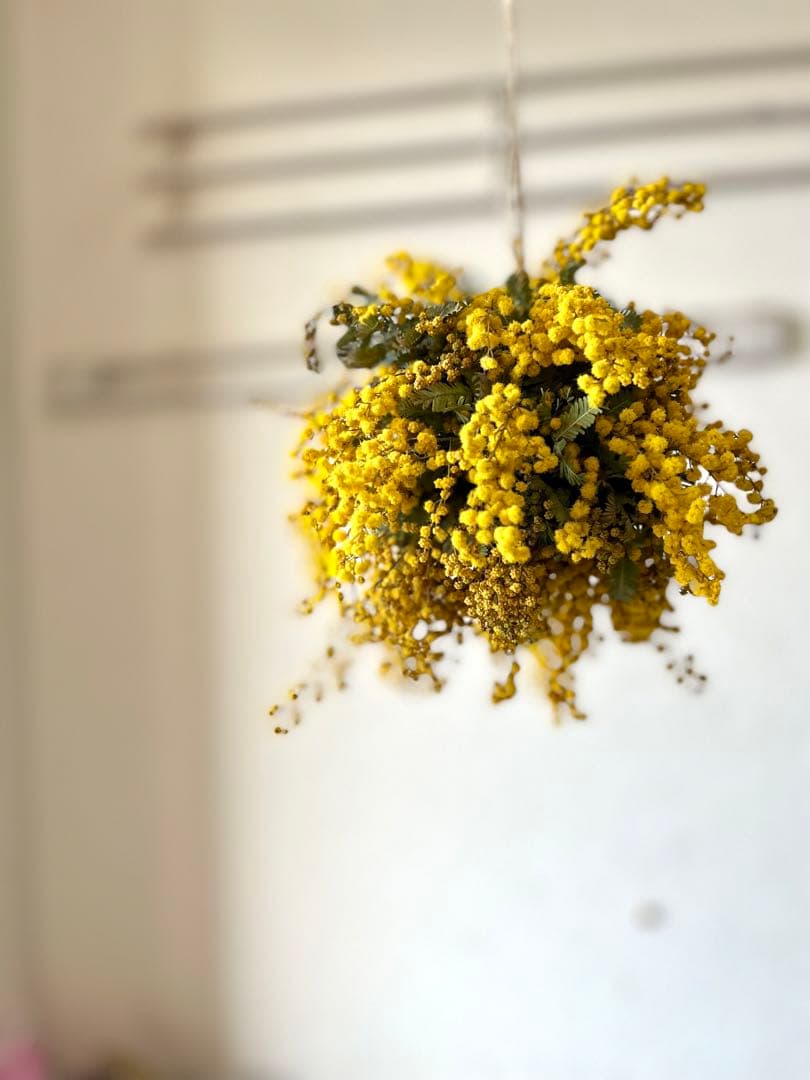 ミモザリース　ミモザボール　ミモザフライングリース　ミモザフライングスワッグ