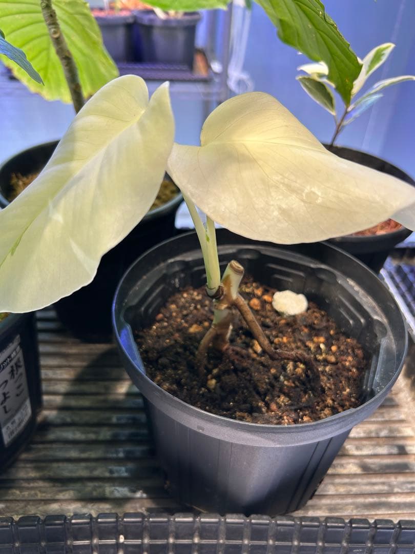 モンステラ　斑入り