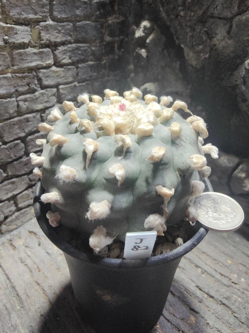 サボテン　水上鳥羽玉　J82