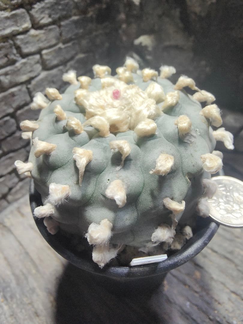 サボテン　水上鳥羽玉　J82