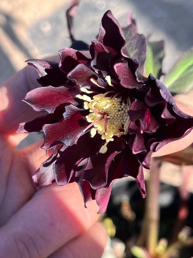 クリスマスローズ　認定タグ付き　ブラックマジック　やや多弁