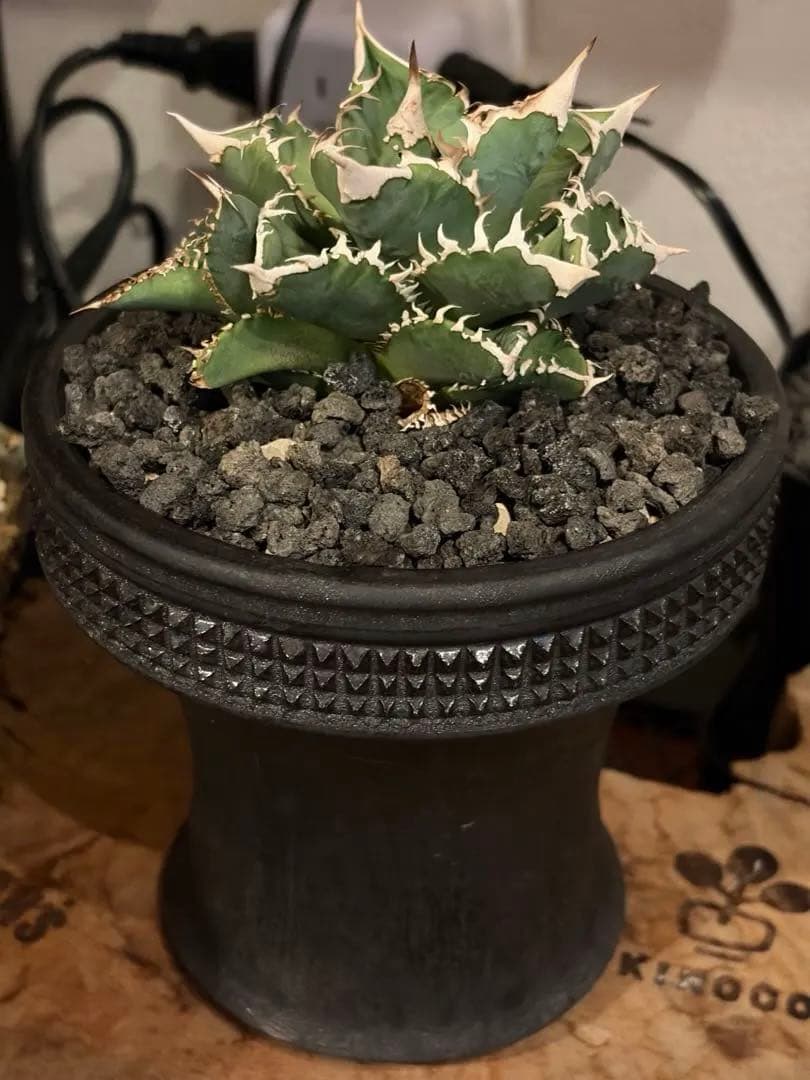 アガベ チタノタ CJ Special spicy gem 鉢植え