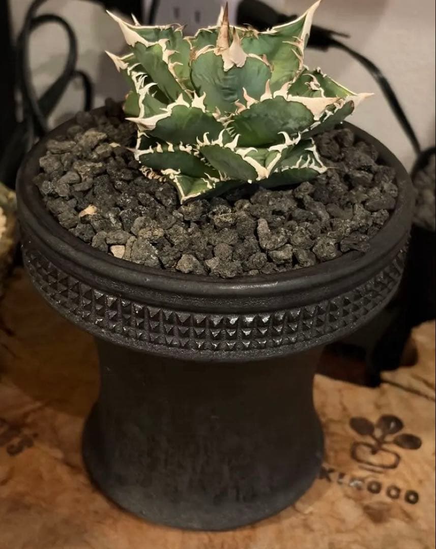 アガベ チタノタ CJ Special spicy gem 鉢植え