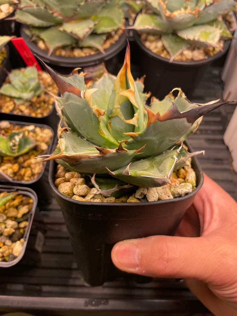 チタノタブルー実生　選抜