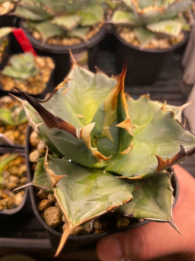 チタノタブルー実生　選抜