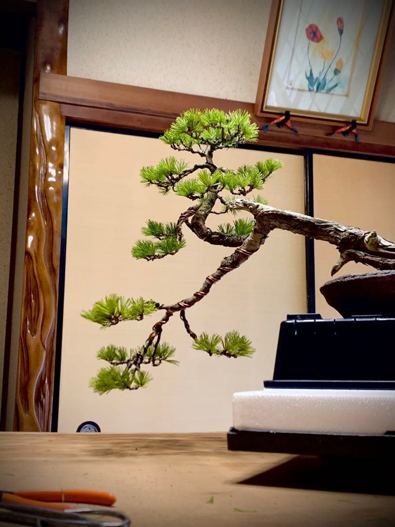 優美な枝振りの半懸崖五葉松　竜岳南蛮鉢（検索/文人　赤松　真柏　サバ幹　盆栽）