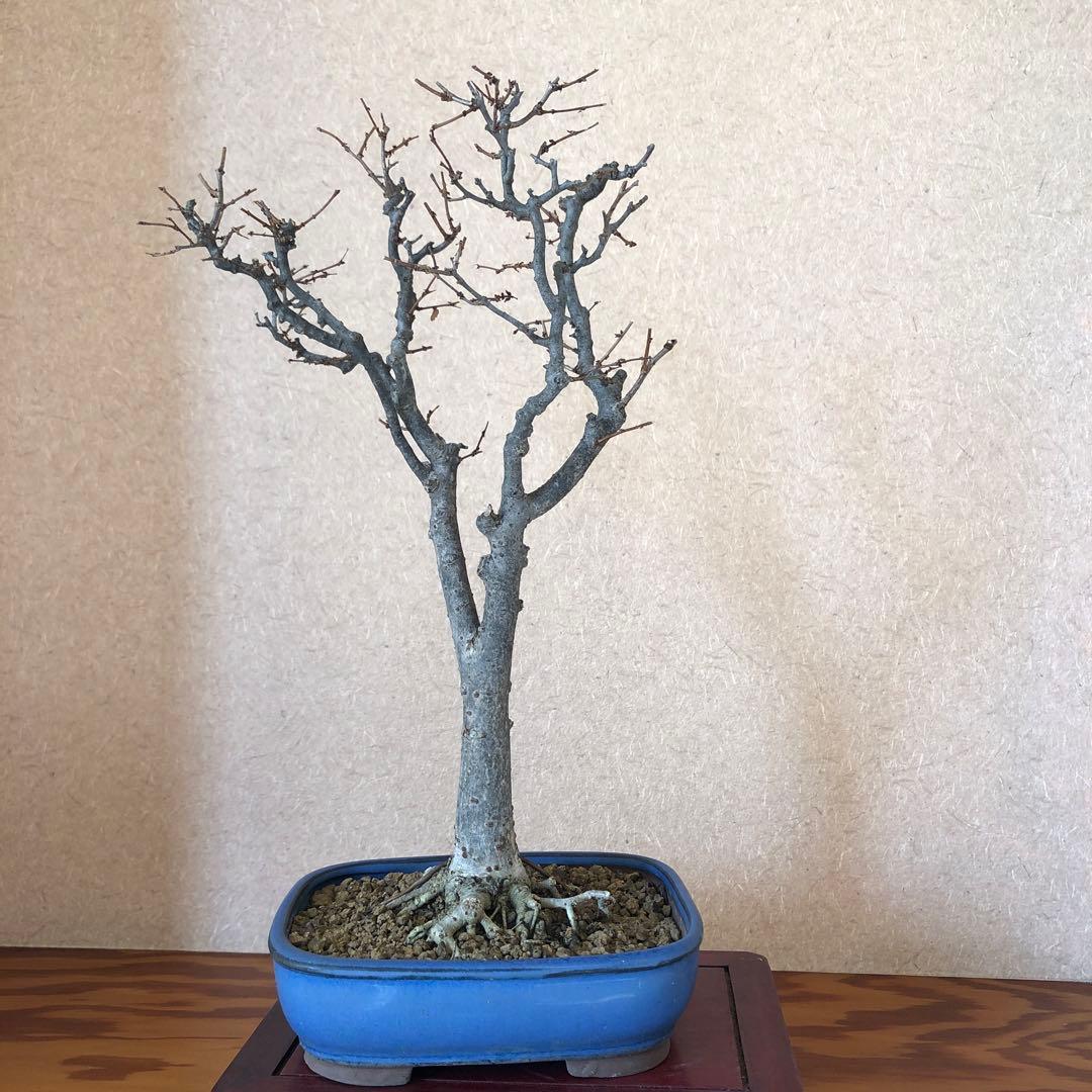 欅 ケヤキ 盆栽