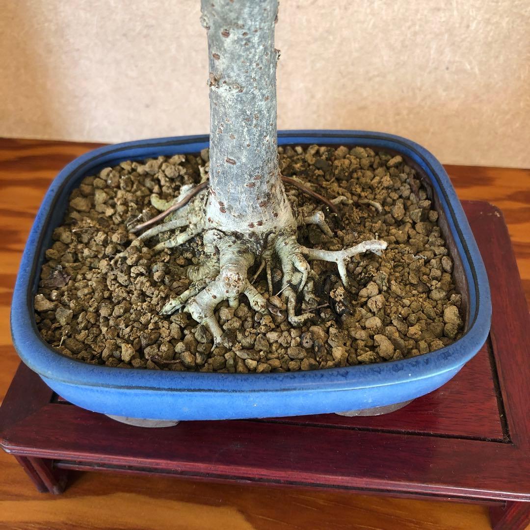 欅 ケヤキ 盆栽