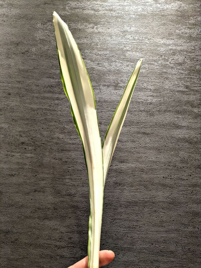 祥*作様 サンスベリア　ビューティークイーン　超特大苗　ロリダ　サボテン　アガベ