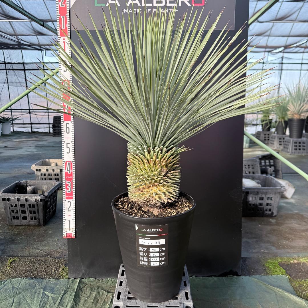 髙*氣様 【AL1133】ユッカ　ロストラータ