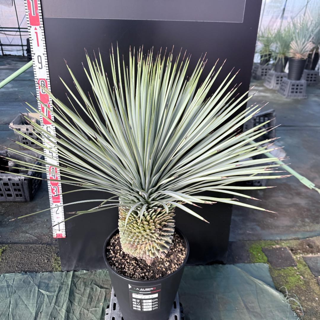 髙*氣様 【AL1133】ユッカ　ロストラータ