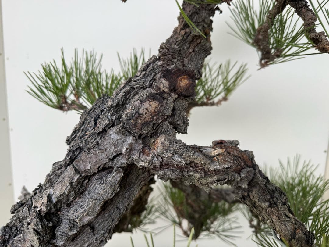 ◎ 貴重・岩石性・黒松　ジン・曲・太幹・山木・ 盆栽　皮厚