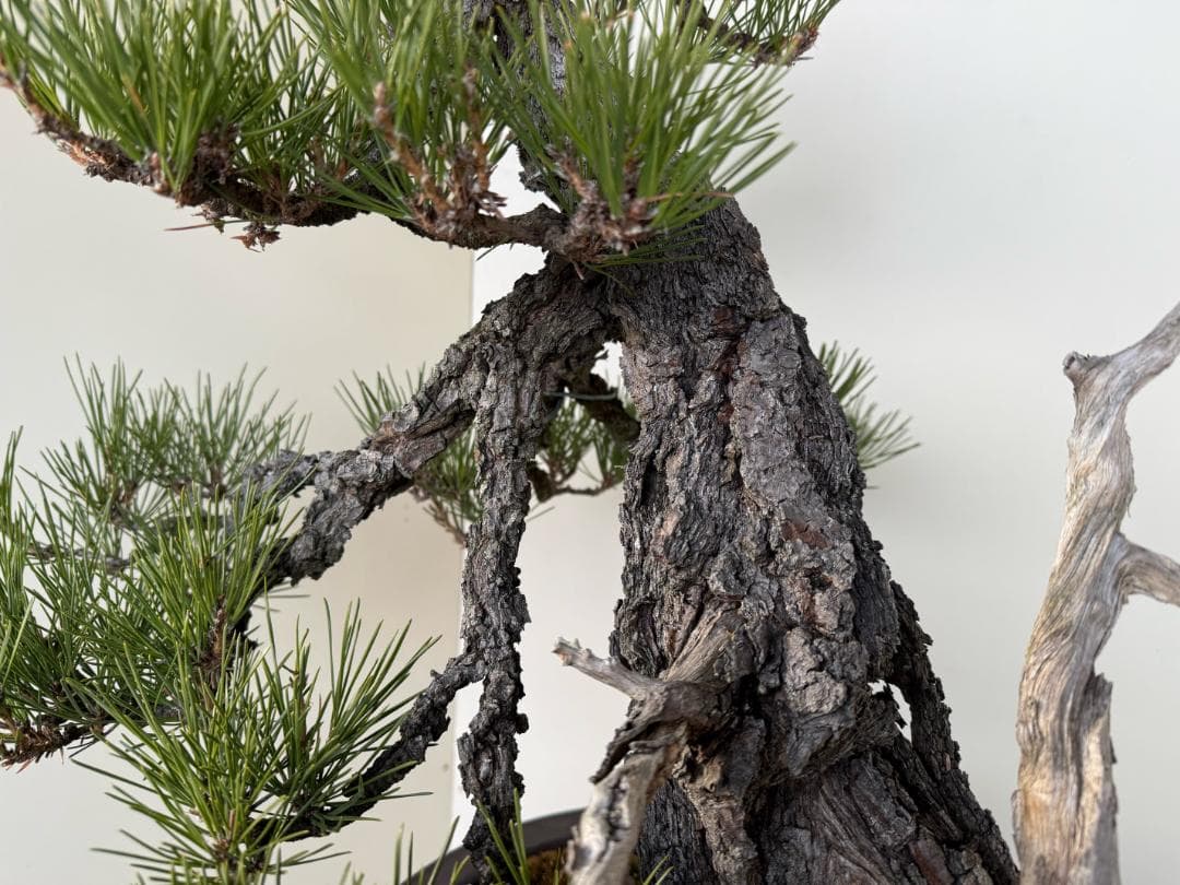 ◎ 貴重・岩石性・黒松　ジン・曲・太幹・山木・ 盆栽　皮厚