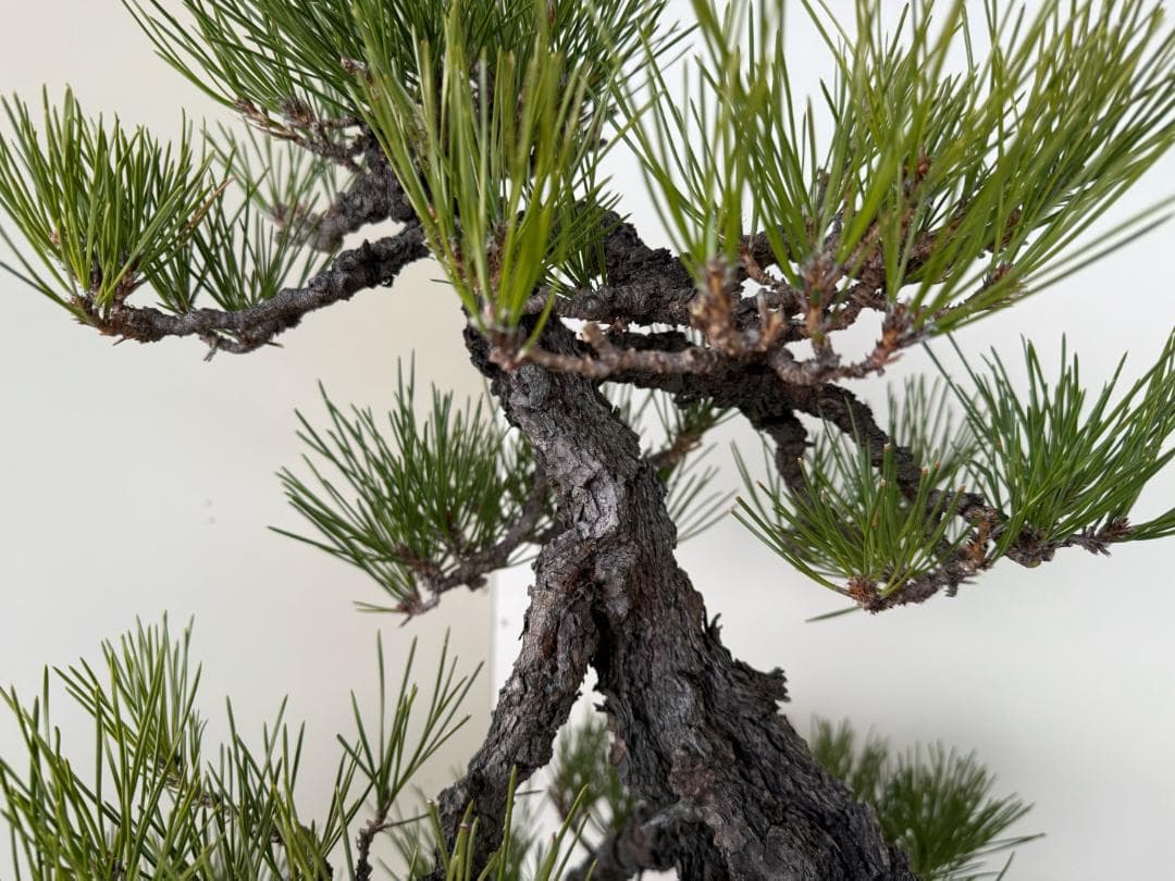 ◎ 貴重・岩石性・黒松　ジン・曲・太幹・山木・ 盆栽　皮厚