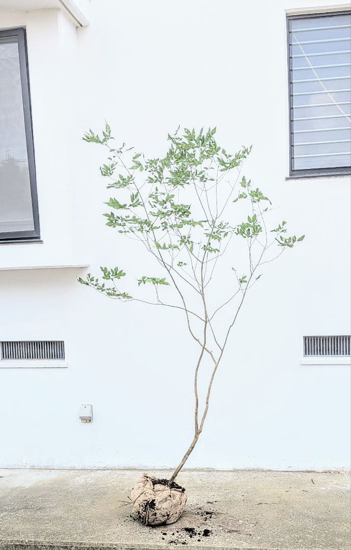 抜群。山採りアオダモ。