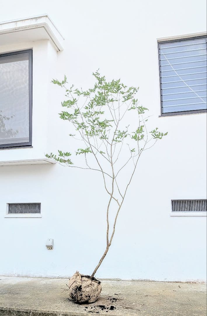 抜群。山採りアオダモ。