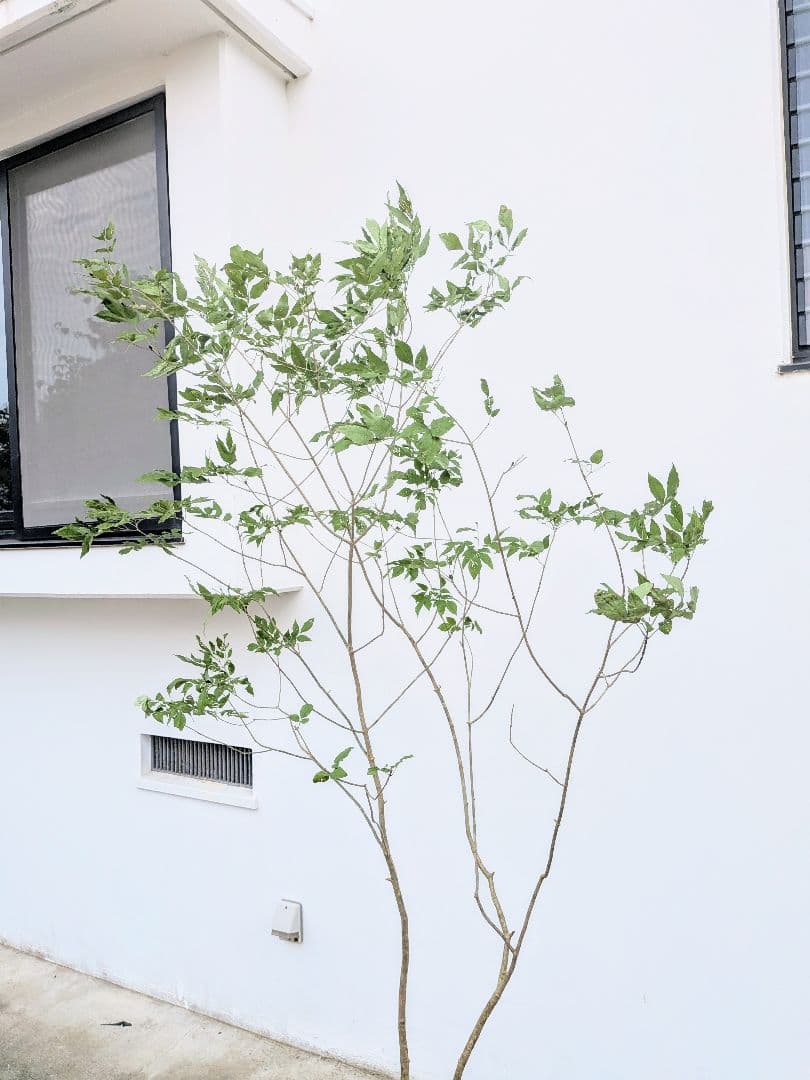 抜群。山採りアオダモ。