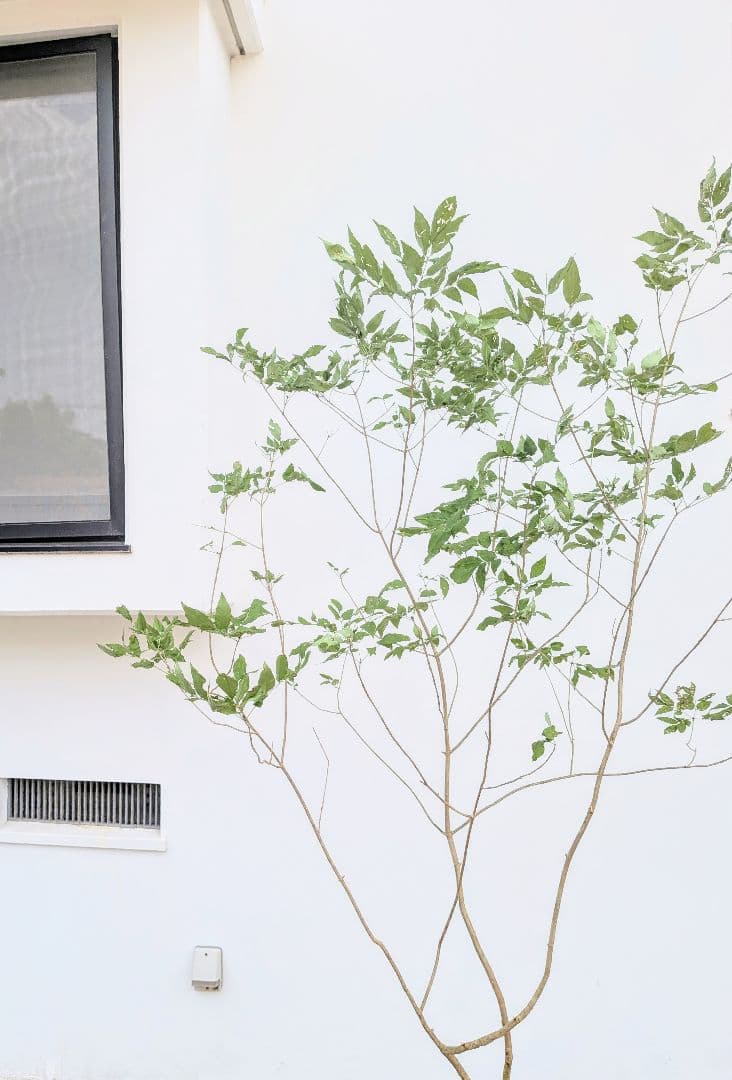 抜群。山採りアオダモ。