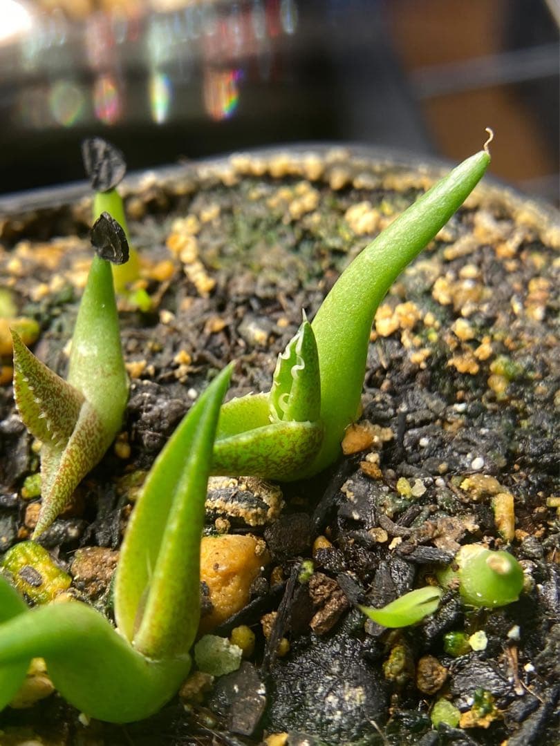 20%offアガベ オテロイ種オアハカ100粒fromルイスcollabウリエル