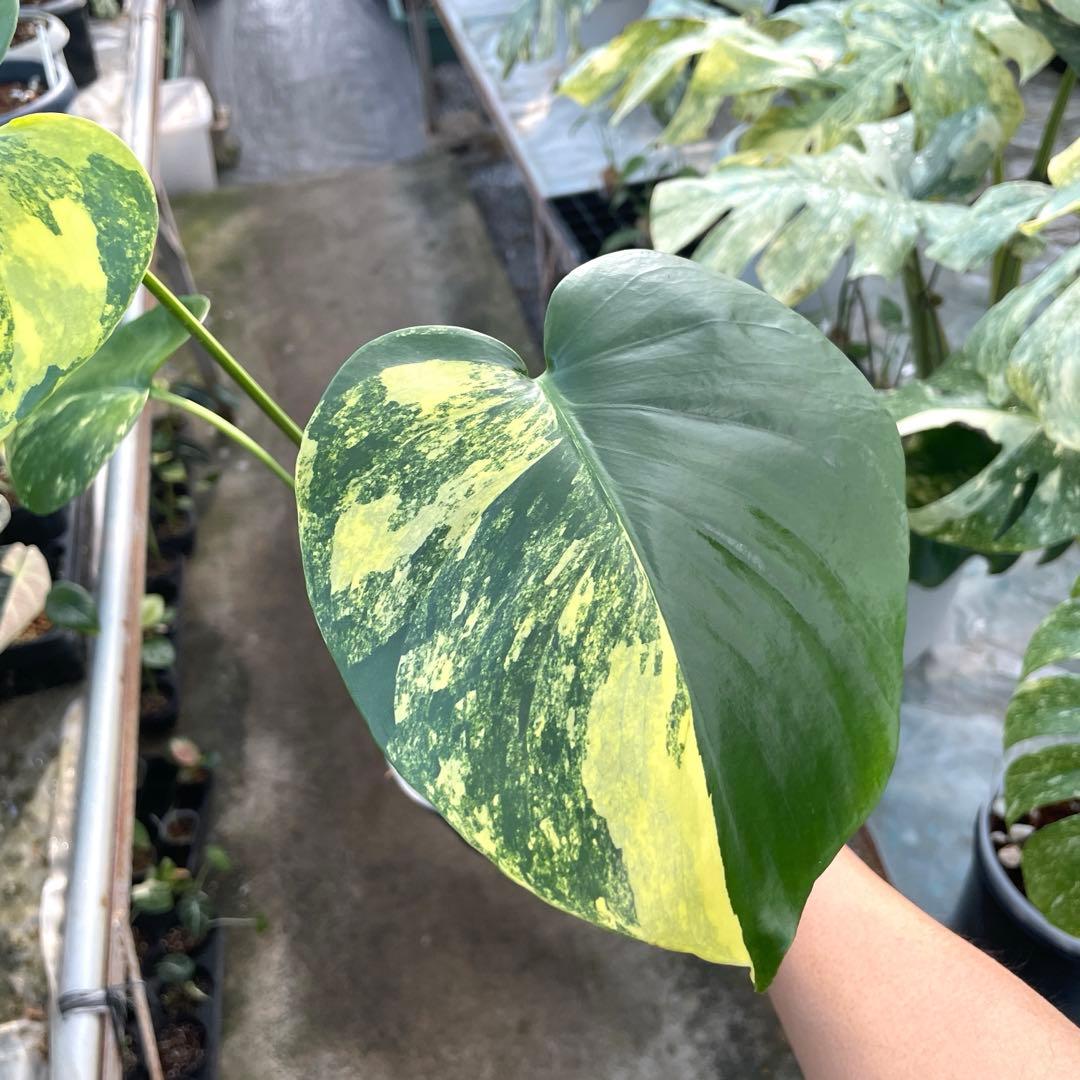MZ3 モンステラ　イエローマリリン　黄斑入り