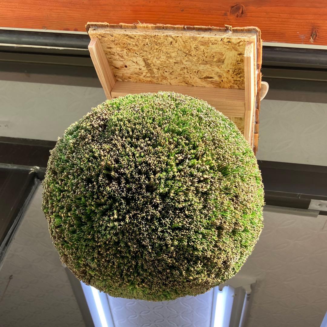 杉玉【屋根付き】③