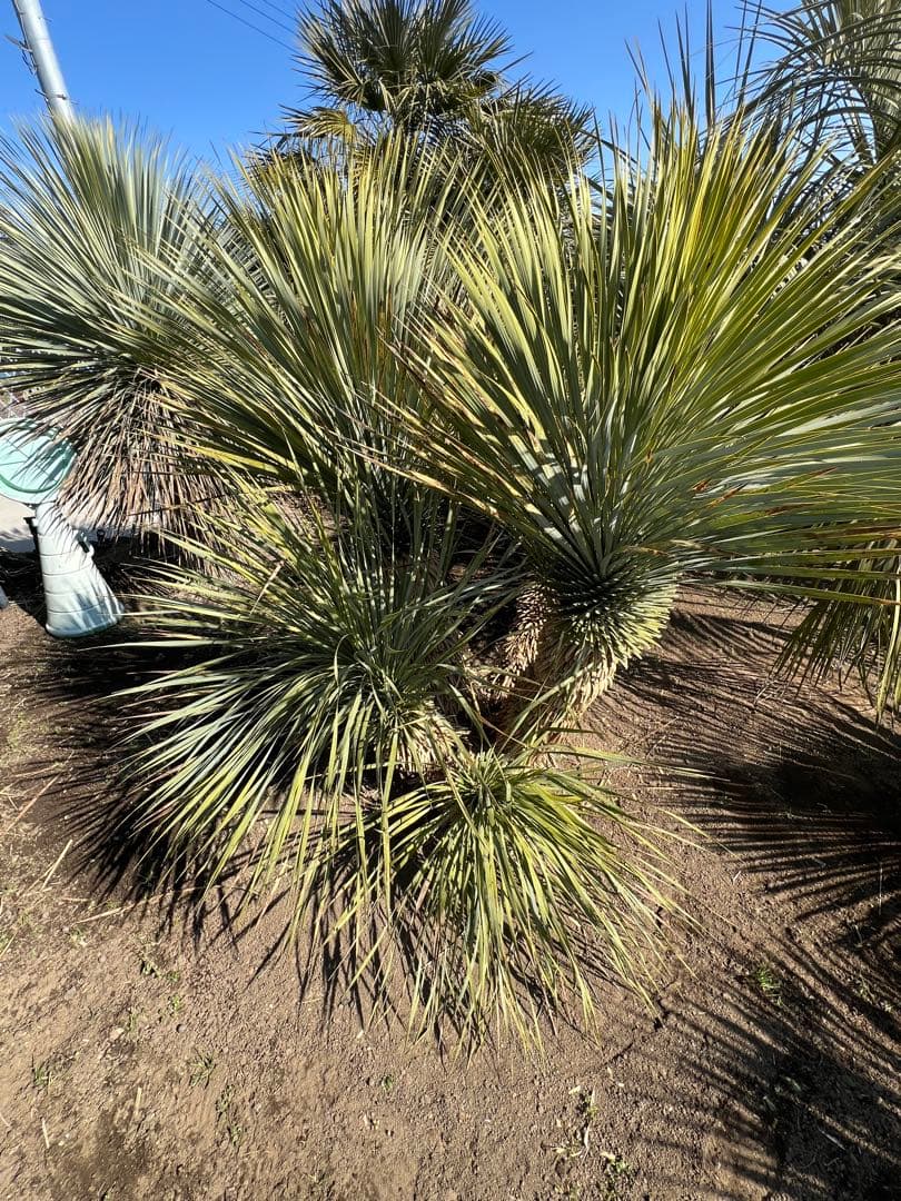 ユッカロストラータ♪マルチ5頭　引き取り限定