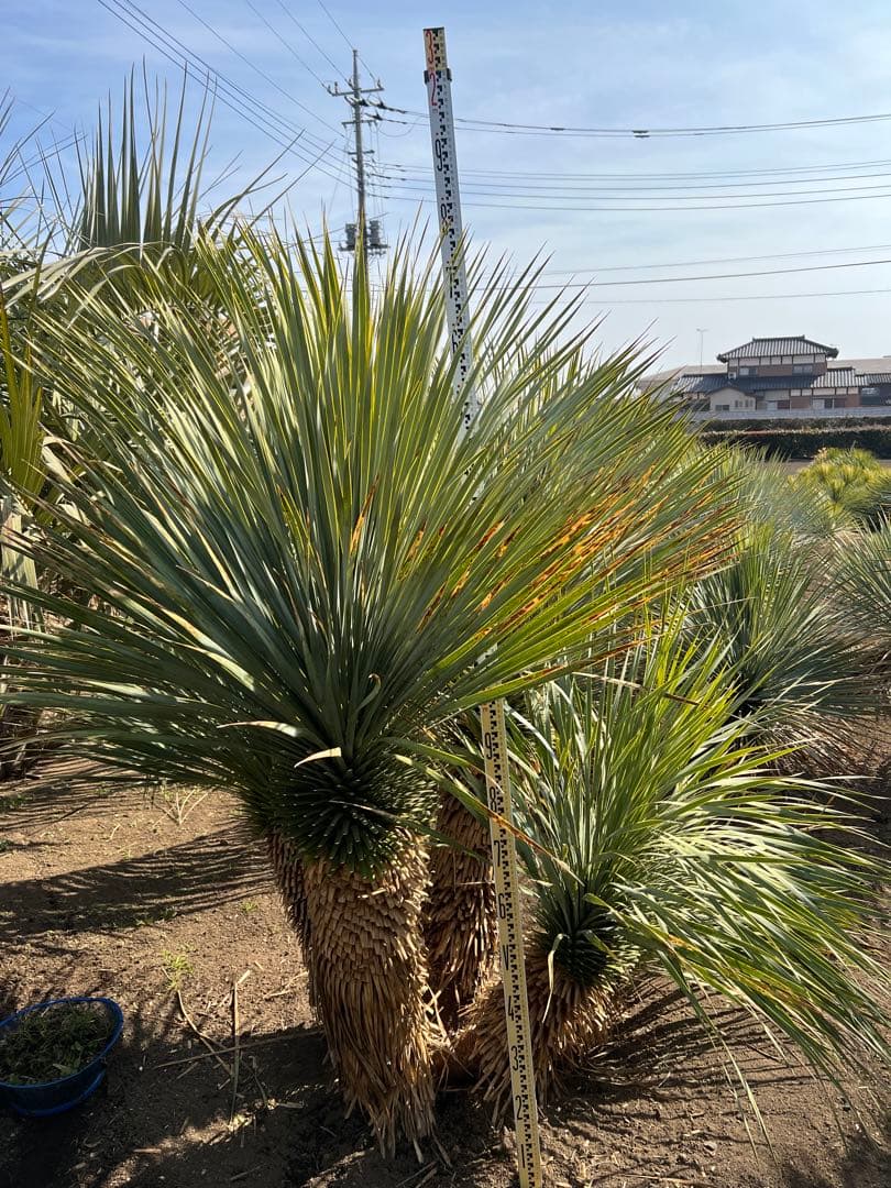 ユッカロストラータ♪マルチ5頭　引き取り限定