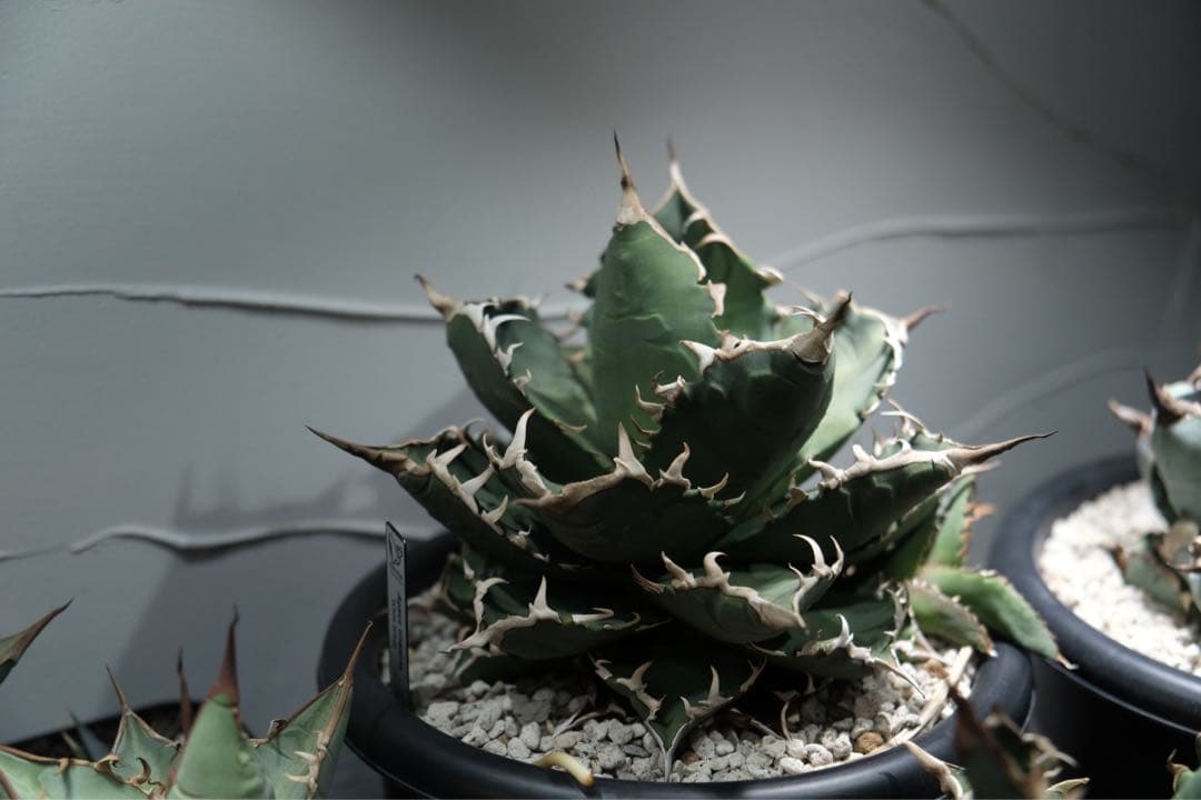 アガベ チタノタ　夕映厳竜　季節斑　曙斑　直径約19cm